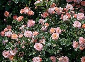 Perfect Plants Apricot Drift leaf-closeup: dark green foliage adding year-round color.