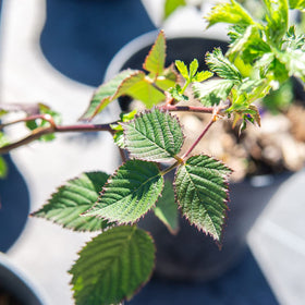 Healthy green leaves and sturdy canes on the Arapaho plant