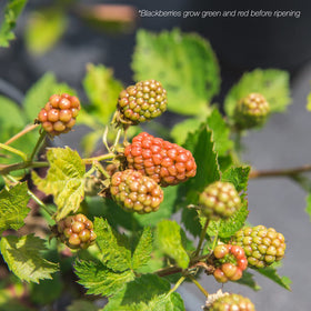 Self-pollinating Arapaho blackberry bush for easy home growing