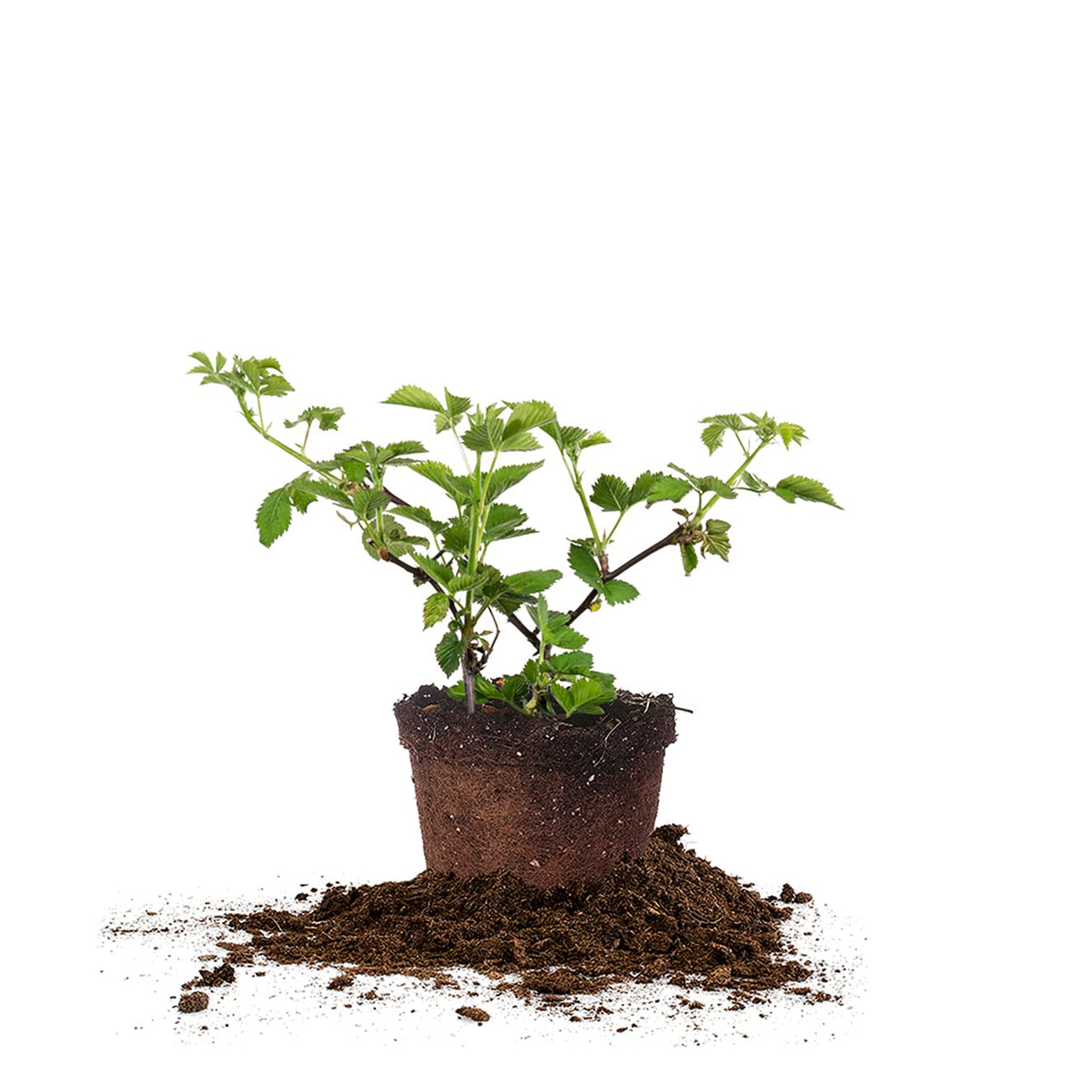 Perfect Plants Arapaho thornless blackberry bush in a 1-gallon pot ready for planting