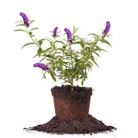 Perfect Plants Black Knight Butterfly Shrub 1 gallon ready for sunny, low-maintenance garden beds