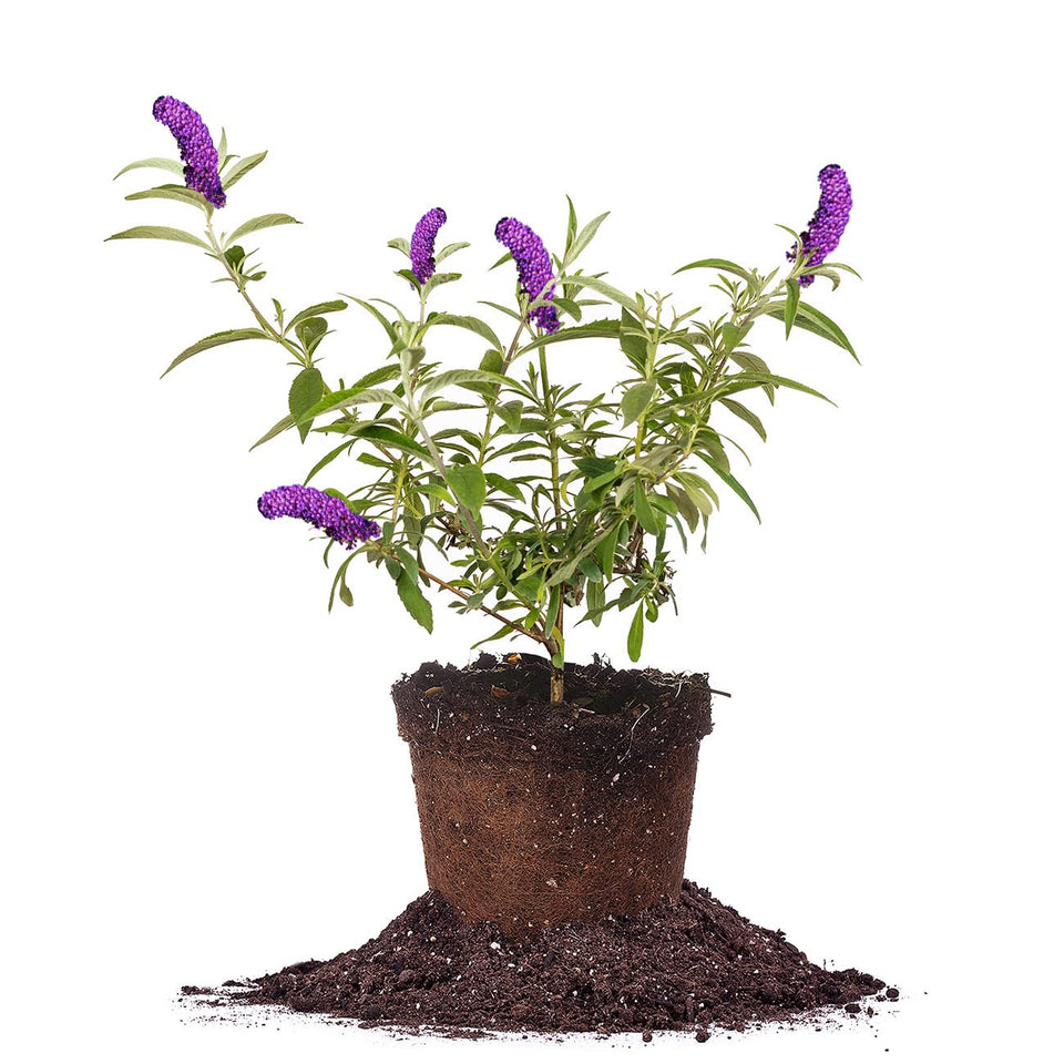 Perfect Plants Black Knight Butterfly Shrub 1 gallon ready for sunny, low-maintenance garden beds