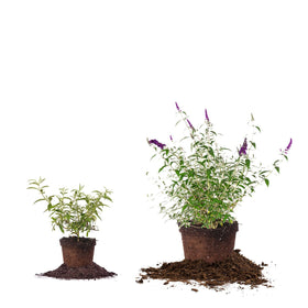 Perfect Plants Black Knight Butterfly Shrub suits borders and foundation plantings