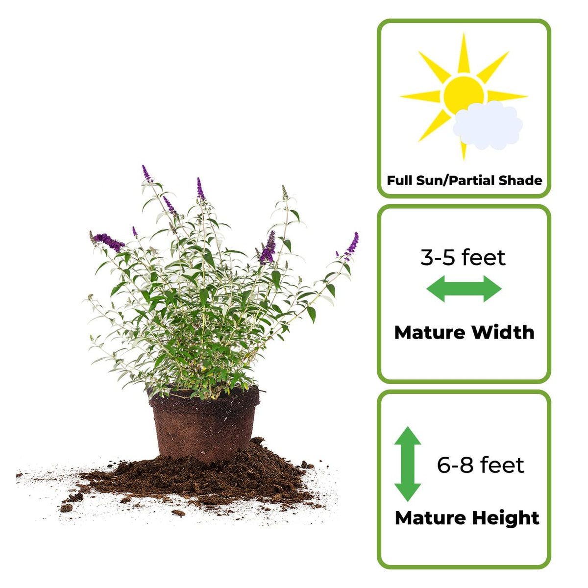 Perfect Plants Black Knight Butterfly Shrub with dark purple flowers attracts butterflies