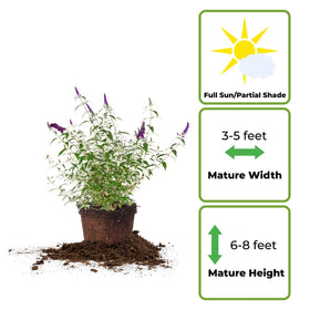 Perfect Plants Black Knight Butterfly Shrub with dark purple flowers attracts butterflies