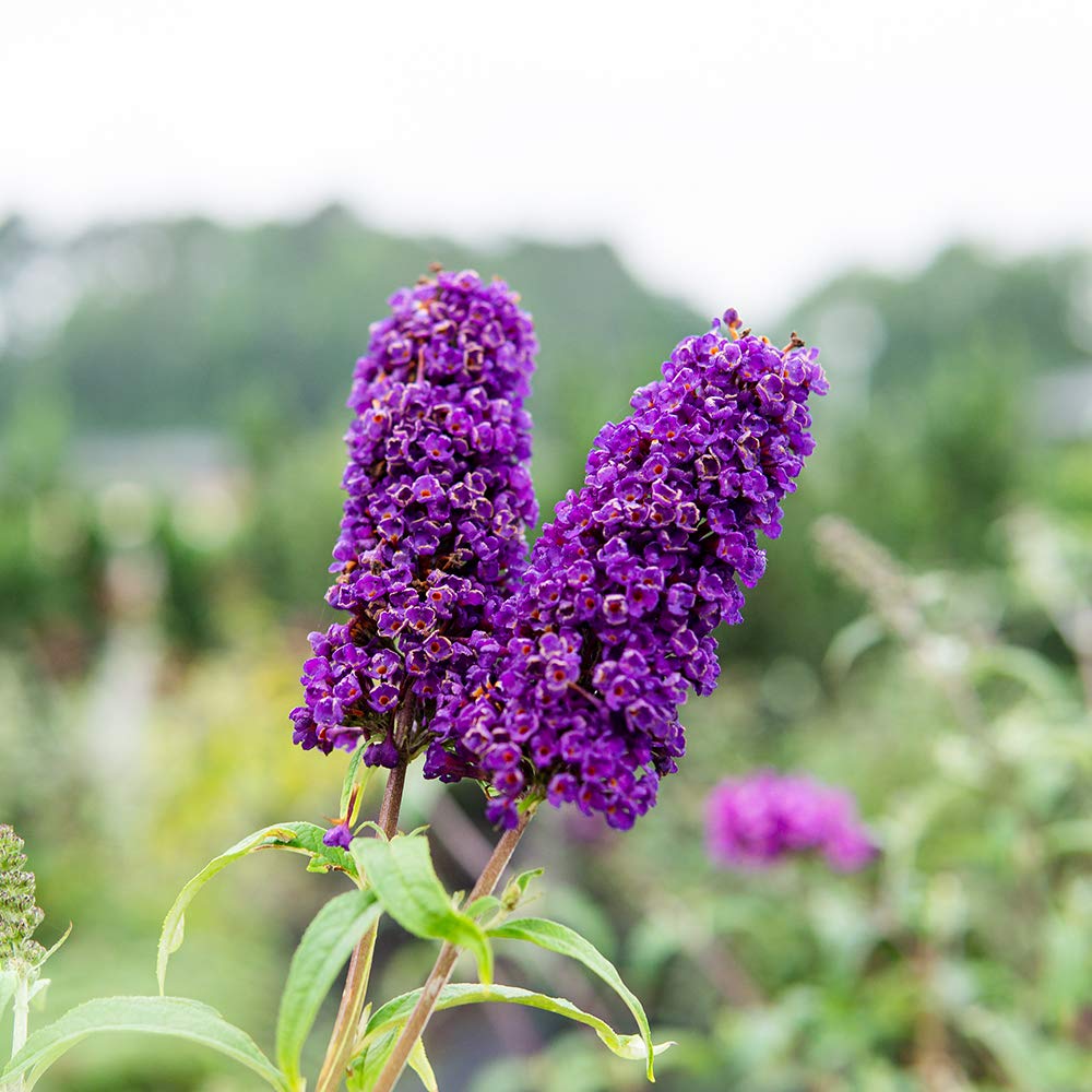 Perfect Plants Black Knight Butterfly Shrub grows quickly for faster landscape impact
