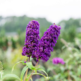 Perfect Plants Black Knight Butterfly Shrub grows quickly for faster landscape impact