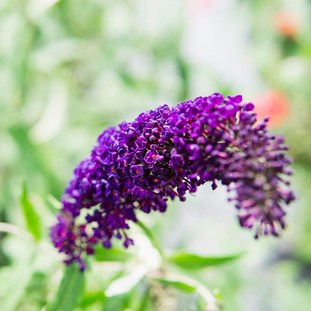 Perfect Plants Black Knight Butterfly Shrub attracts butterflies, bees, and hummingbirds