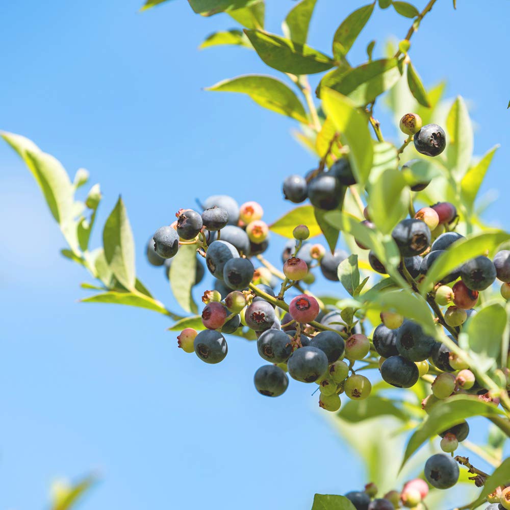 Perfect Plants Premier Blueberry Bush container growth stage illustrates healthy roots.