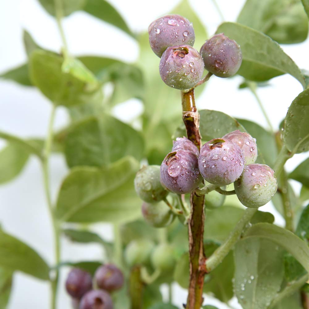 Perfect Plants Premier Blueberry Bush in garden setting demonstrates easy outdoor cultivation.