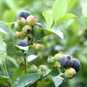 Perfect Plants Premier Blueberry Bush 1-gallon container ready for transplanting.