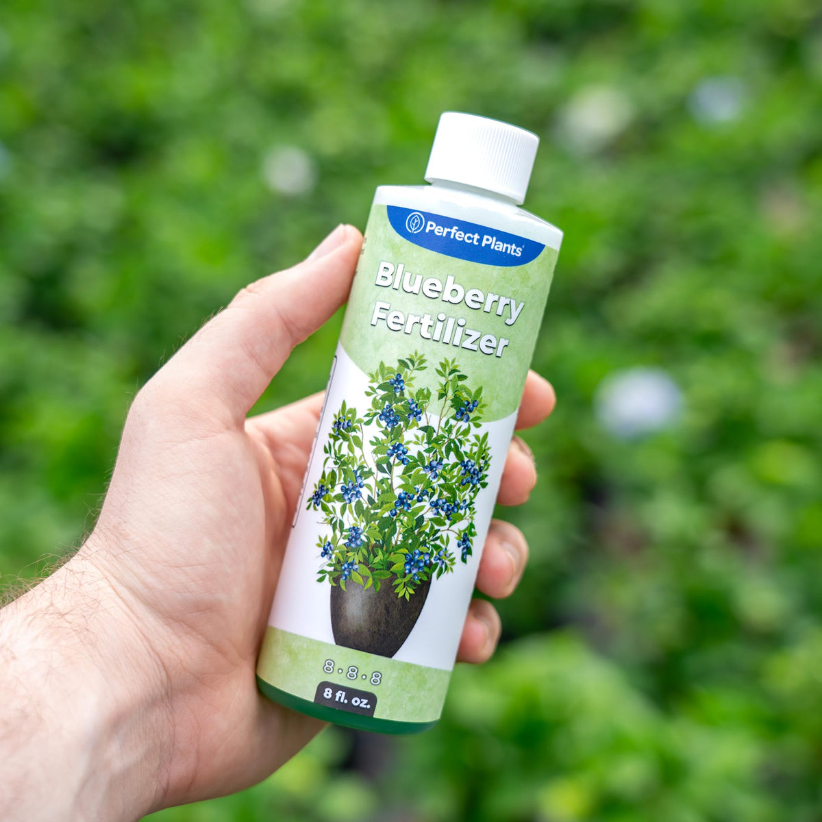 Perfect Plants Blueberry bush in garden shows healthy growth with balanced nutrition.