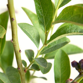 Perfect Plants Premier Blueberry Bush fruiting cluster ready for picking.
