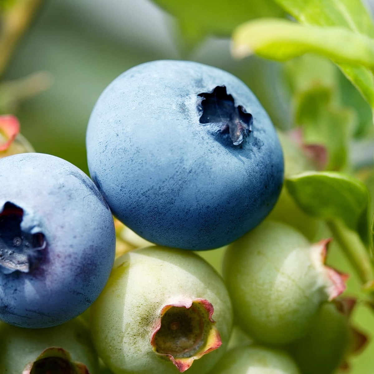 Perfect Plants blueberry bush growing in ground or container for small spaces.