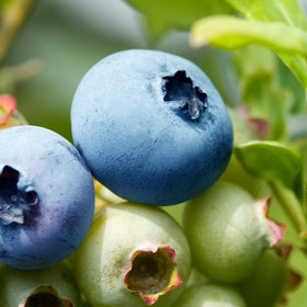 Perfect Plants blueberry bush growing in ground or container for small spaces.
