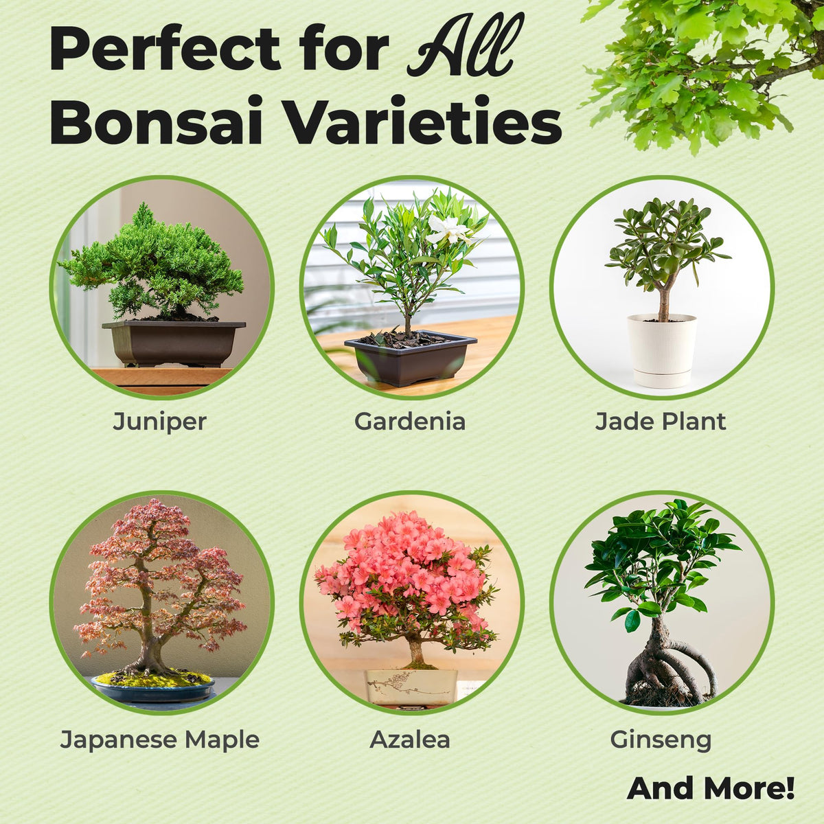 Perfect Plants bonsai fertilizer pellets closeup showing nutrient-rich granules for steady growth