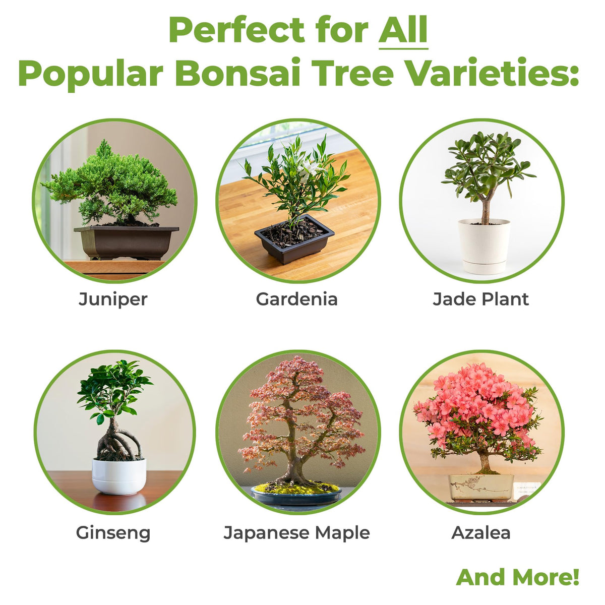 Demonstration of water retention in Perfect Plants Bonsai Soil for steady moisture