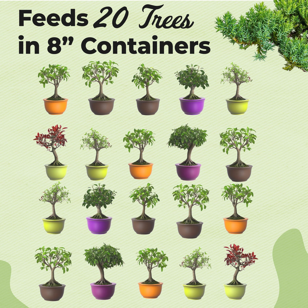Perfect Plants bonsai fertilizer pellets showing healthy branches and vigorous growth