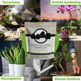Perfect Plants charcoal terrarium bottom layer promotes drainage and airflow