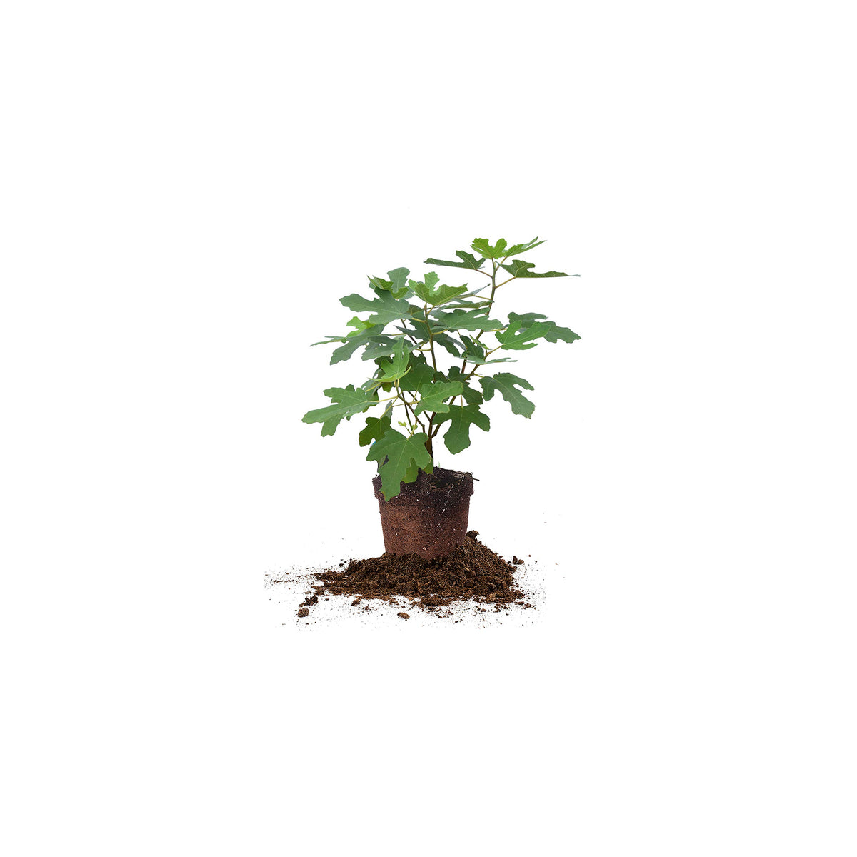 Perfect Plants Chicago Hardy Fig 1 Gal tree — sun-loving and ready to fruit in containers