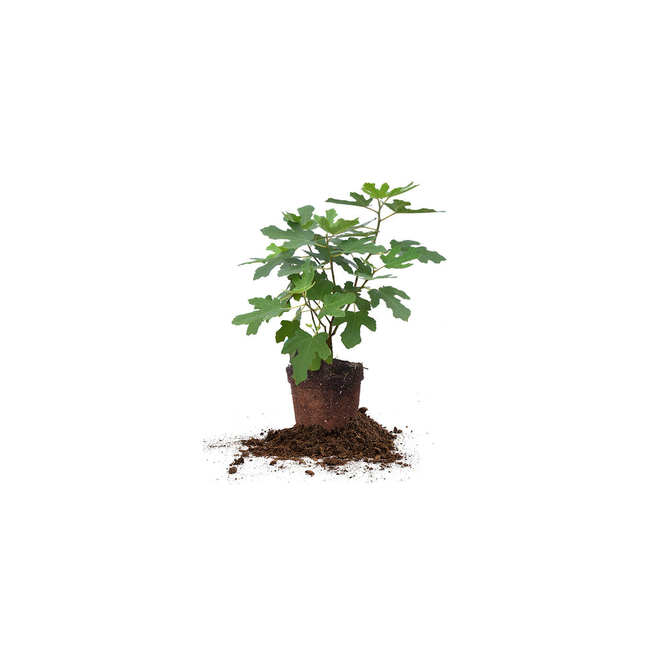 Perfect Plants Chicago Hardy Fig 1 Gal tree — sun-loving and ready to fruit in containers