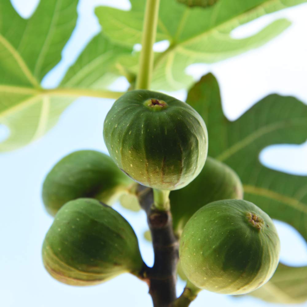 Perfect Plants Chicago Hardy fig leaves close-up showing vibrant green foliage.