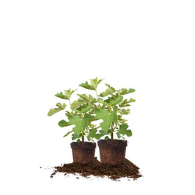 Perfect Plants Chicago Hardy fig tree in 1-gallon pot ready for sunny outdoor use.