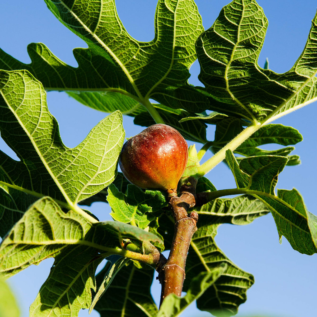 Perfect Plants Chicago Hardy fig tree mature size with expansive canopy.