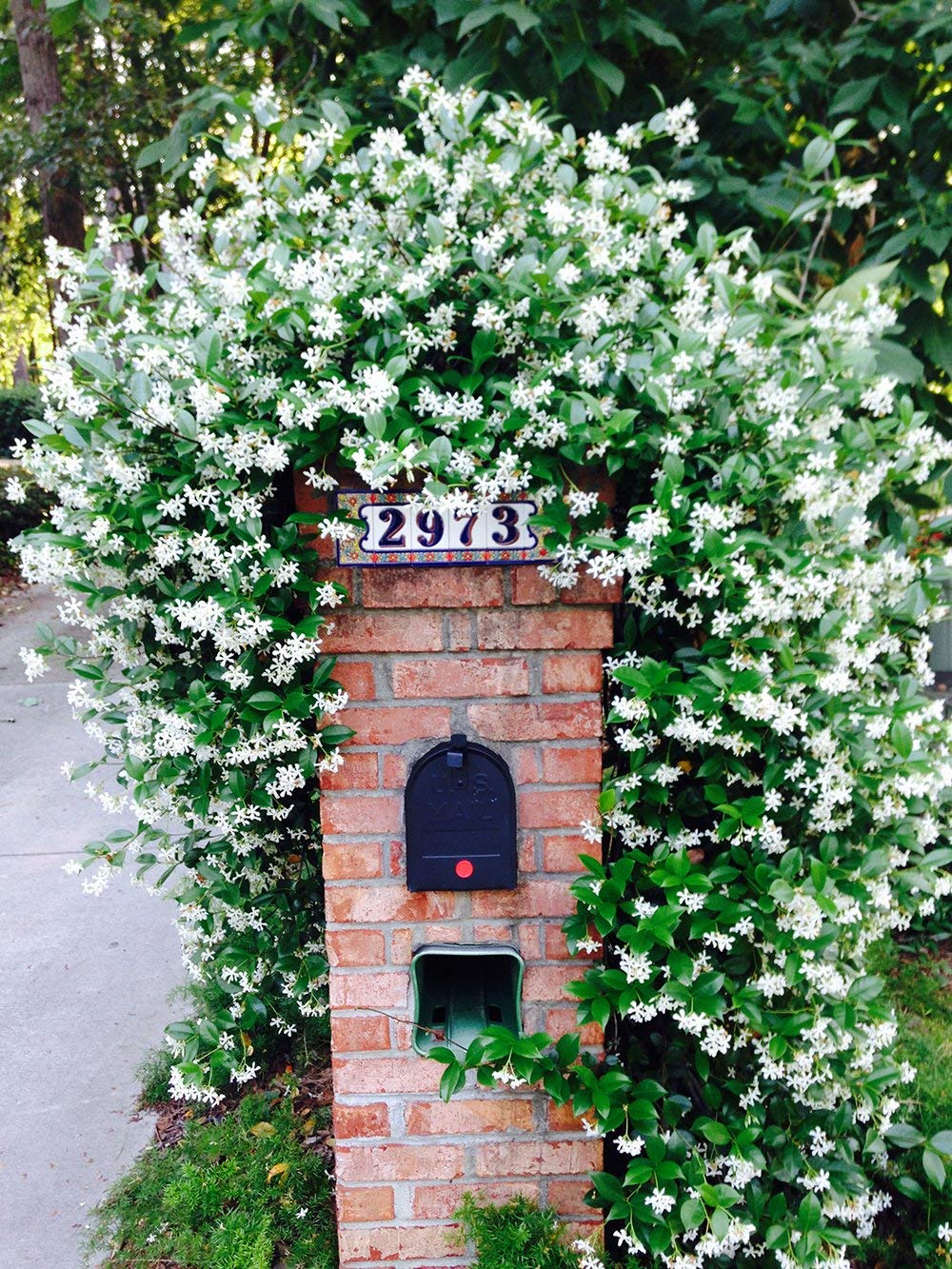 Perfect Plants Confederate Jasmine close-up bloom with glossy leaves