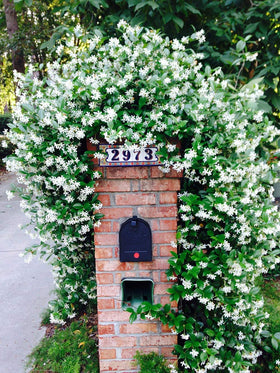 Perfect Plants Confederate Jasmine close-up bloom with glossy leaves