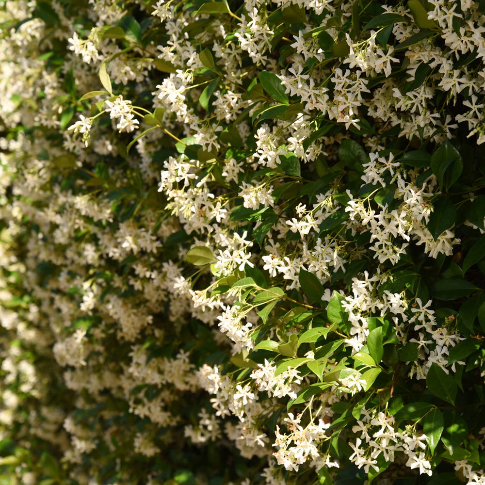 Lime-green Confederate Jasmine leaves from Perfect Plants in bright garden light