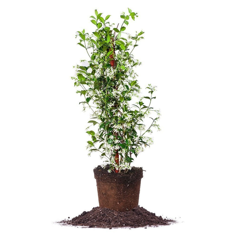 Perfect Plants Confederate Jasmine in a 3-gallon pot with lime-green foliage for sunny borders.