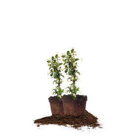 Perfect Plants Confederate Jasmine plant in pot ready for sunny garden display