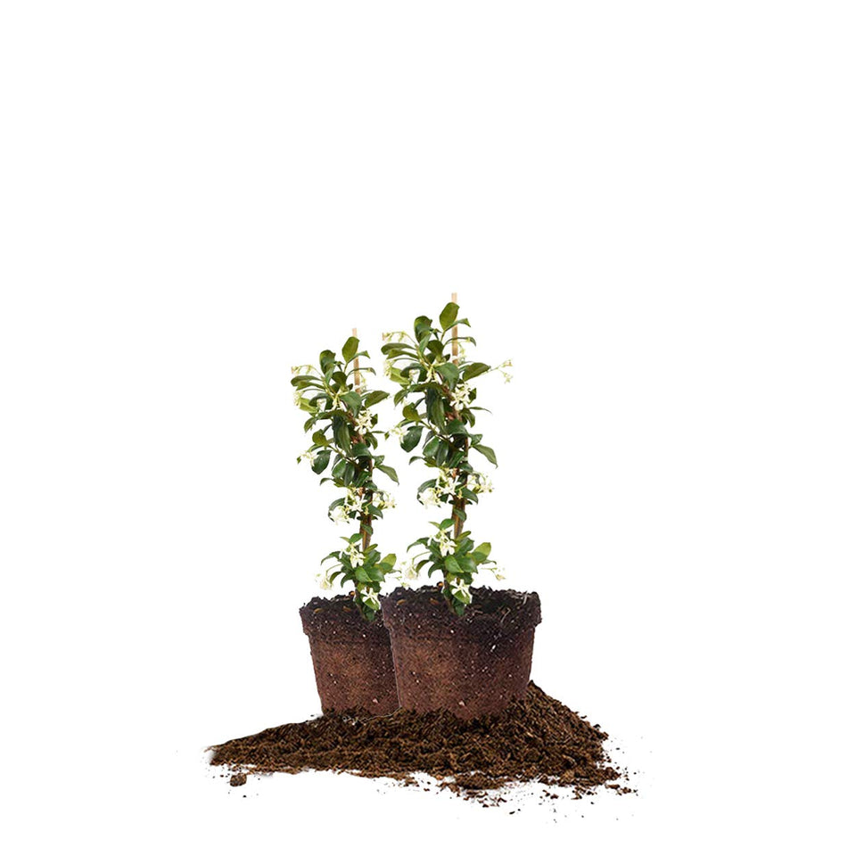 Perfect Plants Confederate Jasmine plant in pot ready for sunny garden display