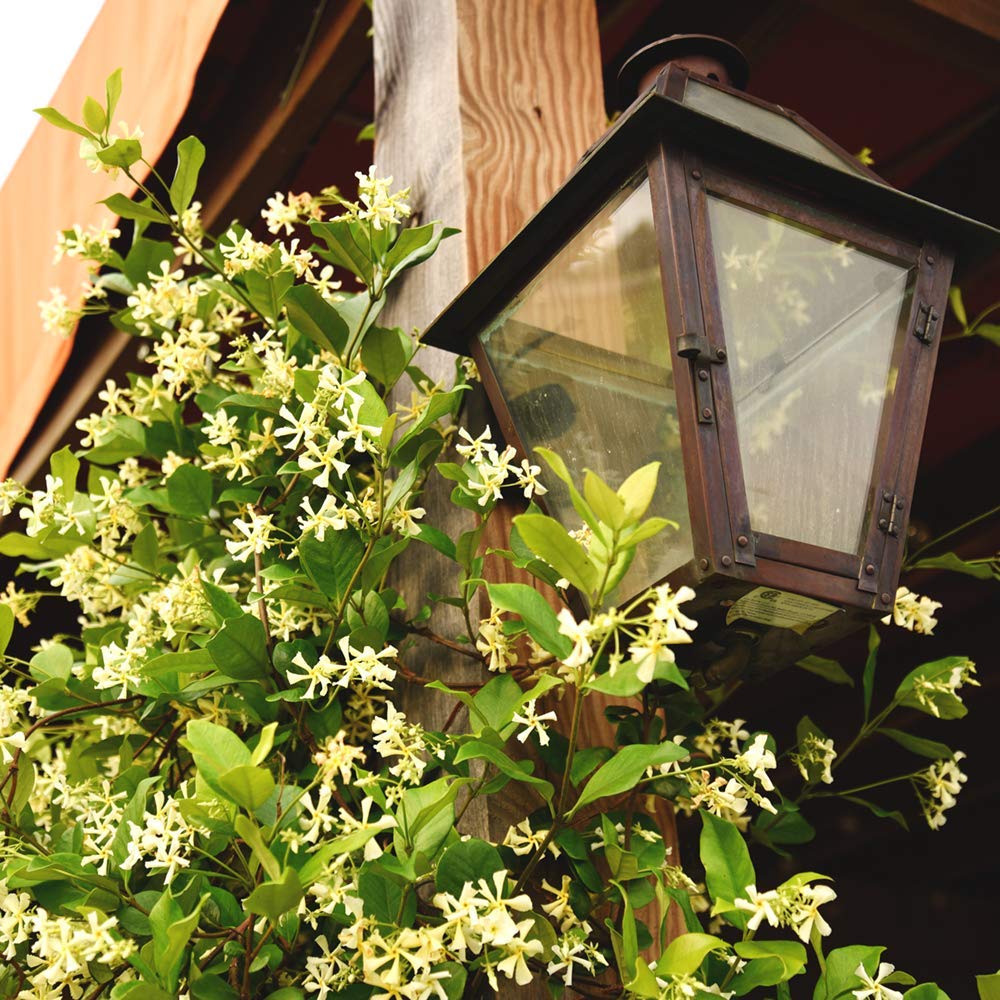 Perfect Plants Confederate Jasmine on trellis with garden stakes