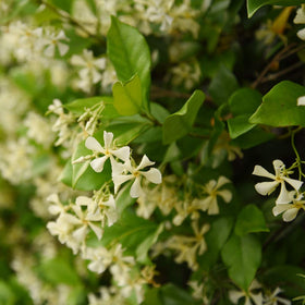 Perfect Plants Confederate Jasmine vine with lime foliage for lush privacy screen