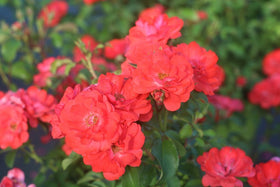 Perfect Plants Coral Drift bed-planting demonstrates versatile groundcover for sunny borders