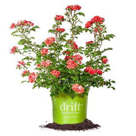 Perfect Plants Coral Drift bloom close-up shows vibrant coral petals for borders