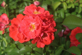 Perfect Plants Coral Drift rose foliage highlights glossy leaves suitable for beds