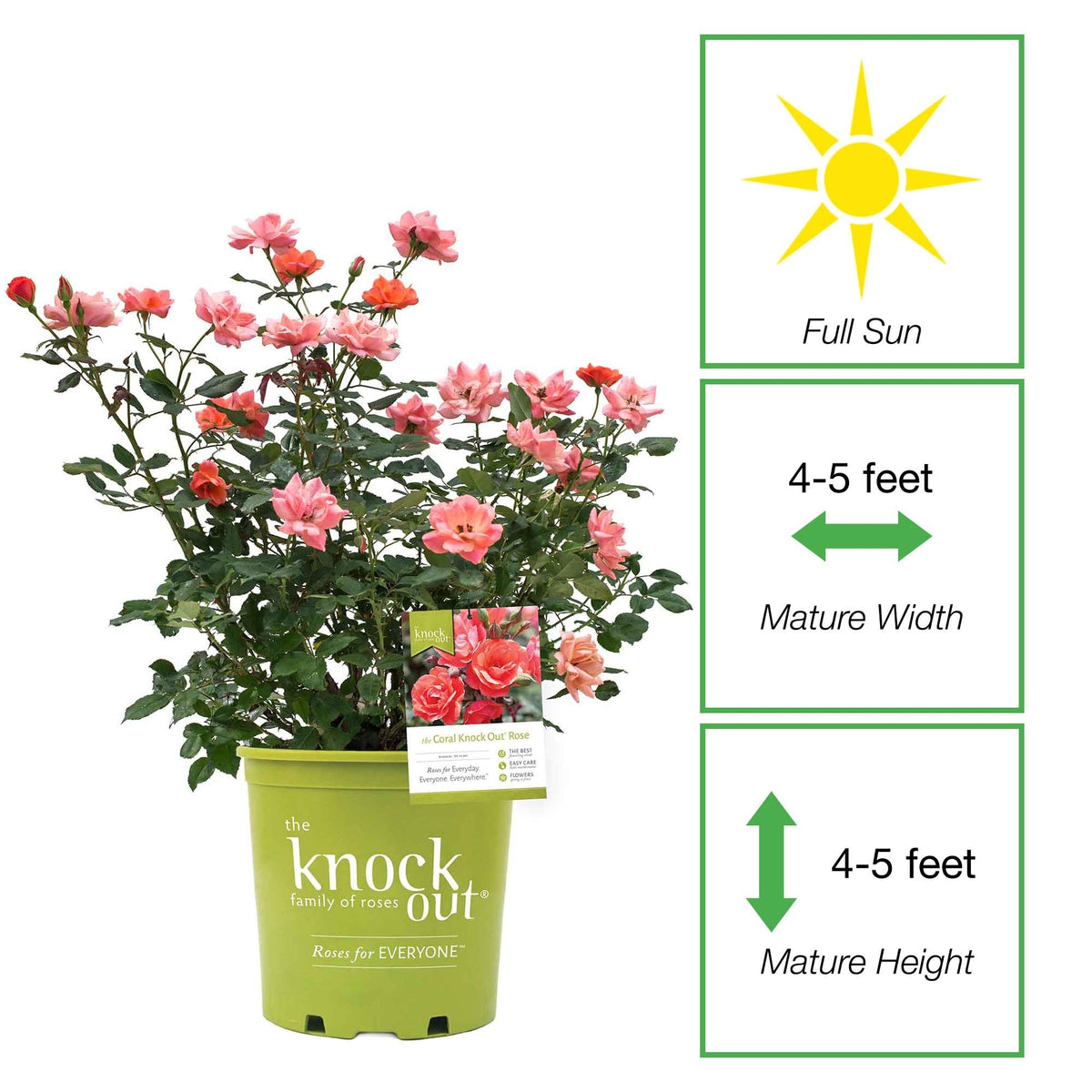 Perfect Plants Coral Knock Out Rose Bloom Closeup shows coral-pink petals