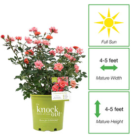 Perfect Plants Coral Knock Out Rose Bloom Closeup shows coral-pink petals