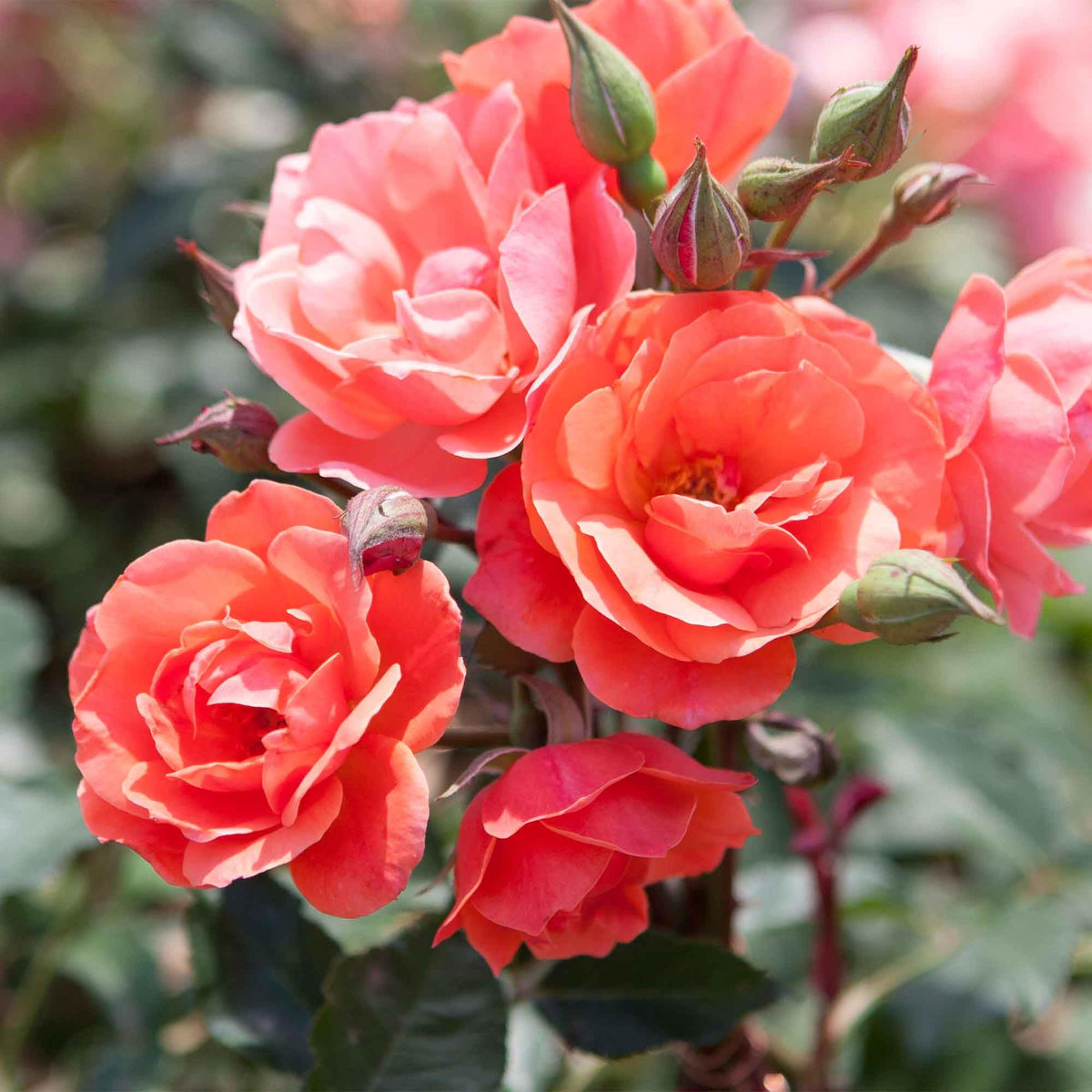 Perfect Plants Coral Knock Out Rose Bronze growth shows new bronze-toned shoots