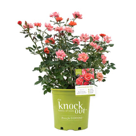 Perfect Plants Coral Knock Out Rose Bush full plant in a sunny border