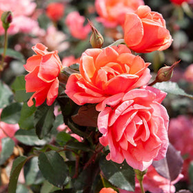 Perfect Plants Coral Knock Out Rose Dense rounded shape ideal for hedges