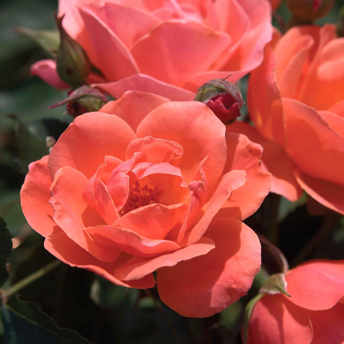 Perfect Plants Coral Knock Out Rose Garden border plant with lasting color