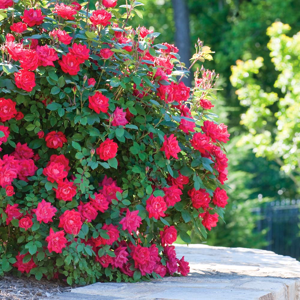 PERFECT PLANTS Double Red Knock Out Rose in a ready-to-plant 1 gallon pot