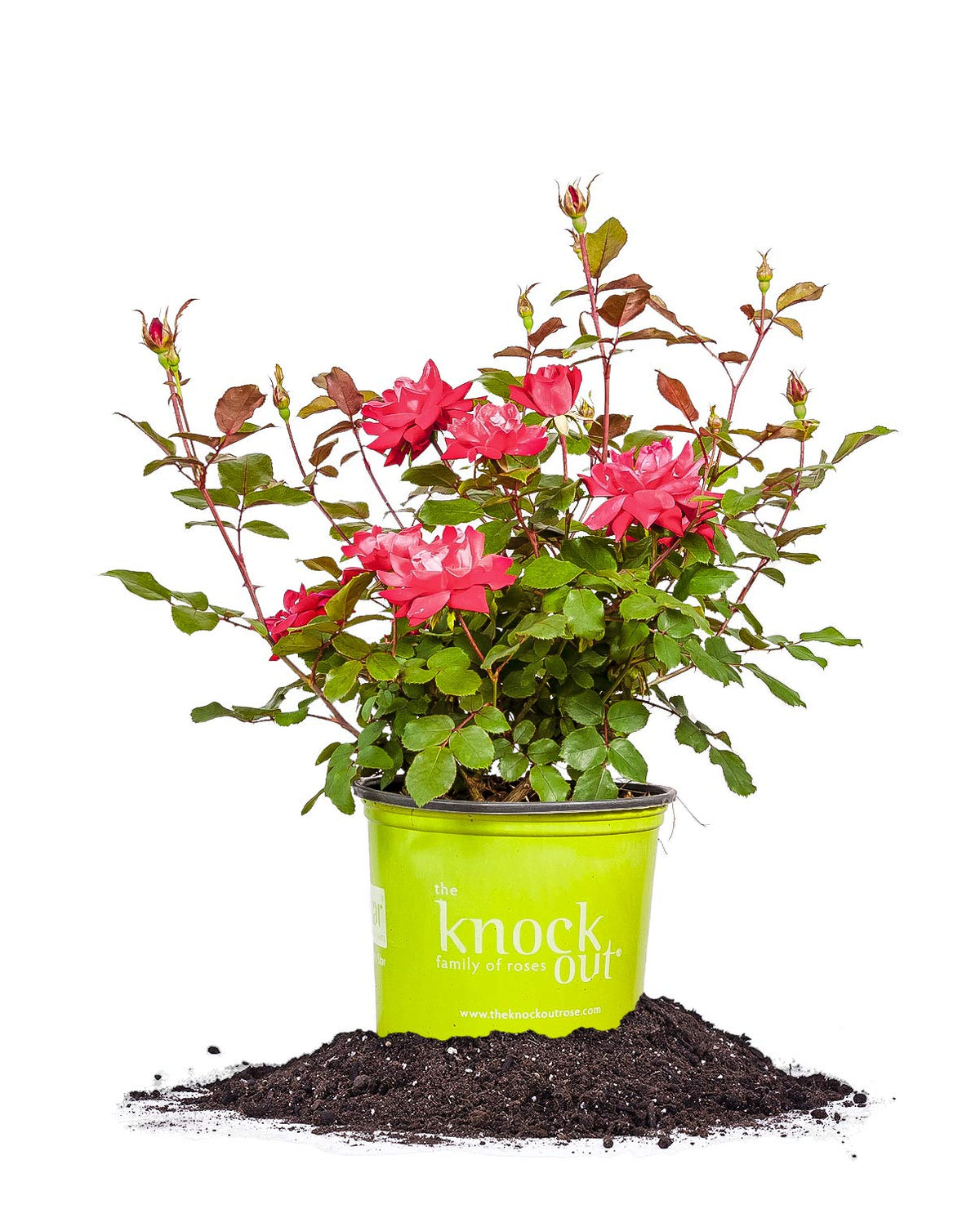 PERFECT PLANTS Double Red Knock Out Rose bloom close-up for vibrant garden color