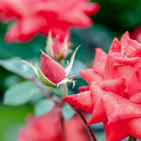 PERFECT PLANTS Double Red Knock Out Rose showing dense foliage and buds