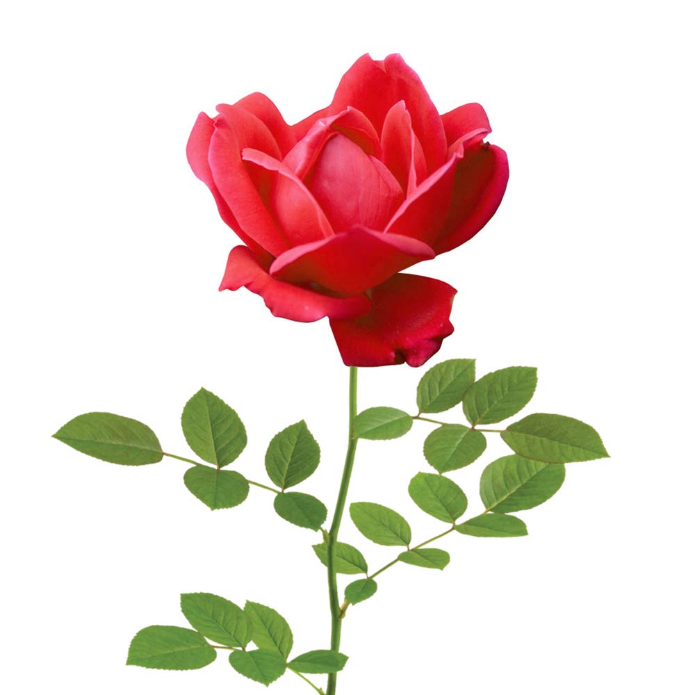 PERFECT PLANTS Double Red Knock Out Rose flourishing in a lush garden bed