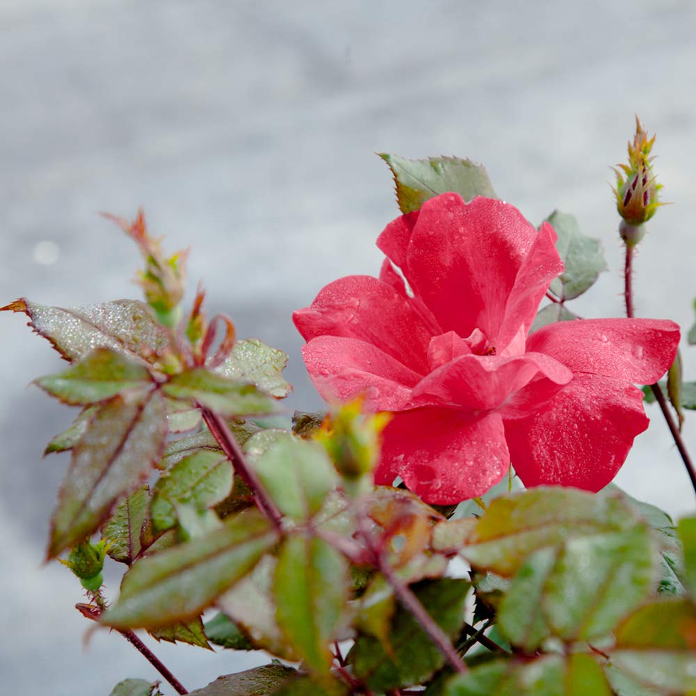 PERFECT PLANTS Double Red Knock Out Rose being pruned to maintain shape